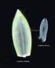  Lower Floret-Lower Lemma and Lower Palea